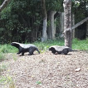 Honey Badger Adult and Young