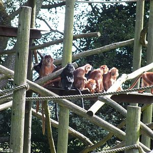Javan Langurs