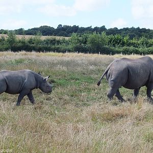 Black Rhinos