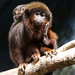 Red Titi Monkey at Skansen-Akvariet 30th August 2016