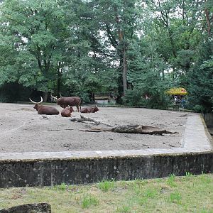 Enclosure Ankole
