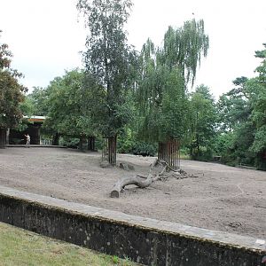 Ankole enclosure being cleaned