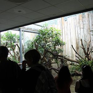 Koala enclosure