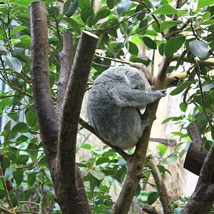 Sleeping Koala