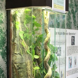 Enclosure Pink-winged stick insect