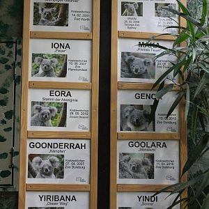 Koala ID's