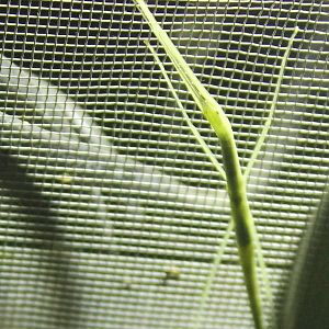Pink-winged stick insect