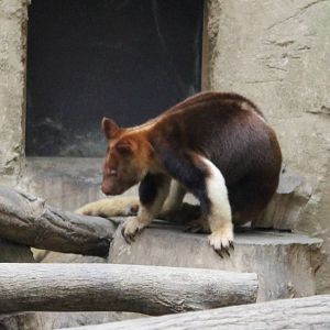 Goodfellow tree kangaroo