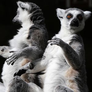 Ring Tailed Lemur at Skansen-Akvariet 30th August 2016