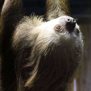 Hoffman's Two-toed Sloth at Skansen-Akvariet 30th August 2016