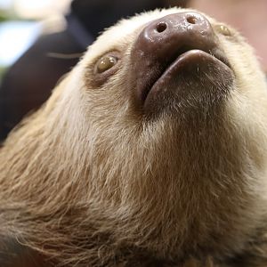 Hoffman's Two-toed Sloth at Skansen-Akvariet 30th August 2016