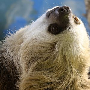 Hoffman's Two-toed Sloth at Skansen-Akvariet 30th August 2016