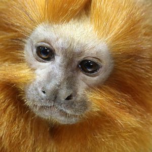 Golden Lion Tamarin at Skansen-Akvariet 30th August 2016