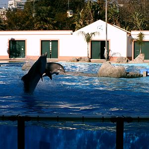 Lisboa Zoo: circa 2008