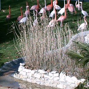 Lisboa Zoo: circa 2008