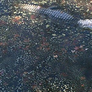 Lisboa Zoo: circa 2008