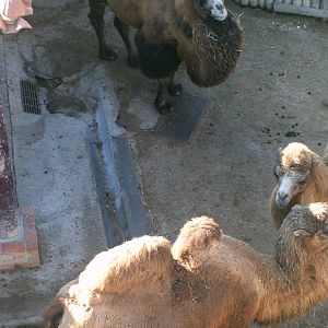 Lisboa Zoo: circa 2008