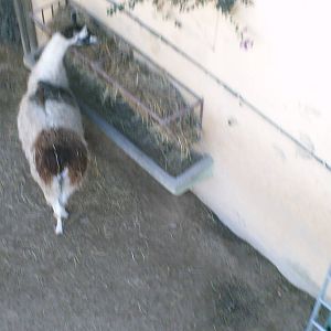 Lisboa Zoo: circa 2008