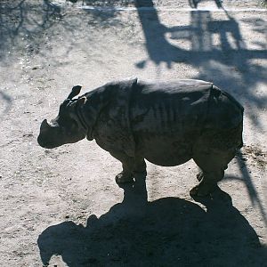 Lisboa Zoo: circa 2008