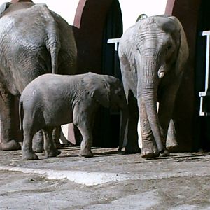 Lisboa Zoo: circa 2008