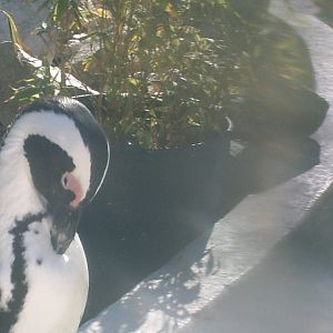 Lisboa Zoo: circa 2008