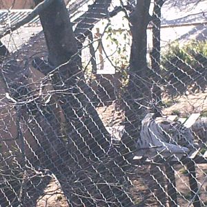 Lisboa Zoo: circa 2008