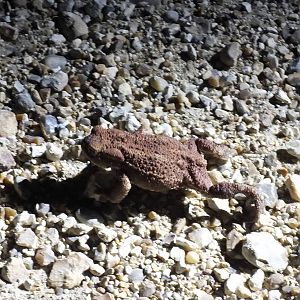 Common Toad