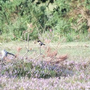 Stonechat