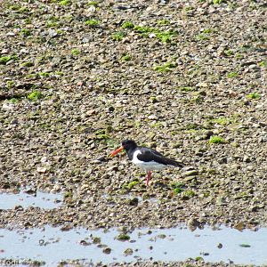 Eurasian Oystercatcher