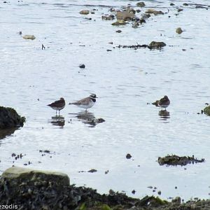 Common Ringed Plover and Dunlins