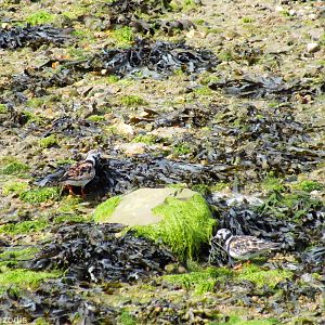 Ruddy Turnstones
