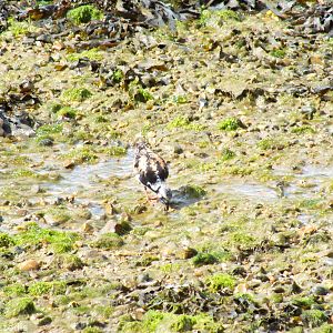 Ruddy Turnstone