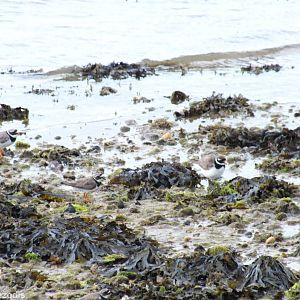 Common Ringed Plover
