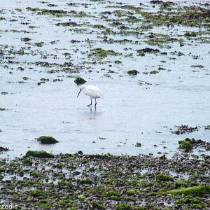 Little Egret