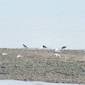 Eurasian Oysercatchers and Black-headed Gull