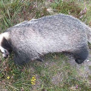 Roadkill Badger