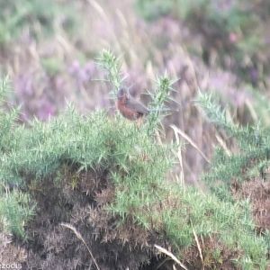 Dartford Warbler
