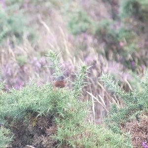 Dartford Warbler