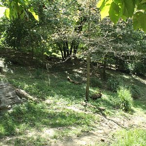 Sep. 2016 - Wolf Woods - Mexican Wolf Exhibit (Find the Wolf)