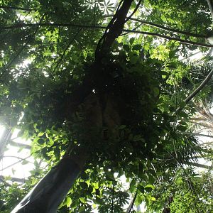 Sep. 2016 - Discovery Forest - Two-toed Sloth Above