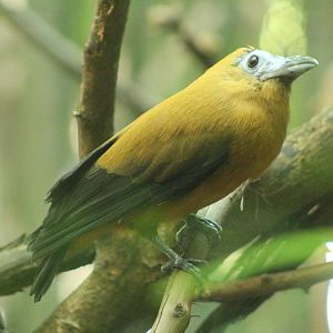 Sep. 2016 - Jungle Trails - Capuchinbird (New Species)