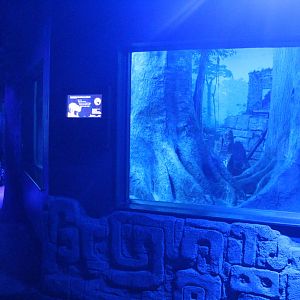 Sep. 2016 - Night Hunters - Ocelot Exhibit 1