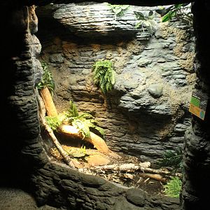 Sep. 2016 - Jungle Trails - Dumeril's Boa Exhibit