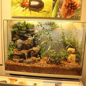 Sep. 2016 - World of the Insect - Giant Spiny Leaf Insect Exhibit (Added Wa