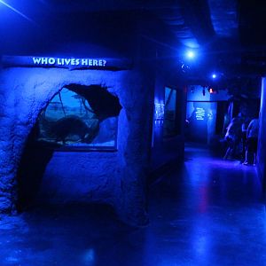 Sep. 2016 - Night Hunters - Aardvark + Other Species Den Viewing