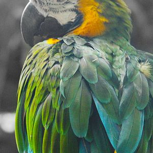 Sep. 2016 - Discovery Forest - Leroy - Hybrid Macaw