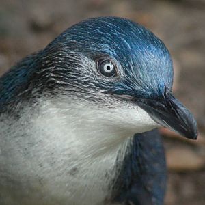 Sep. 2016 - Children's Zoo - Little Blue Penguin