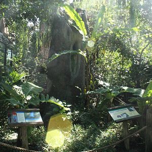 Sep. 2016 - Wings of the World - Major Mitchell's Cockatoo Island