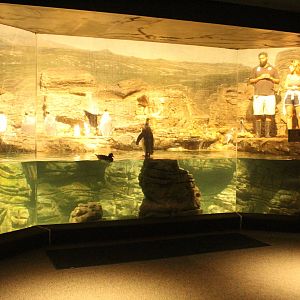 Sep. 2016 - Wings of the World - Sub-Antarctic Coast Exhibit (6 Species)