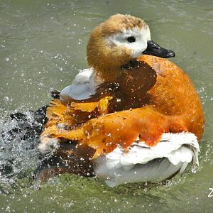Sep. 2016 - Africa - Ruddy Shelduck
